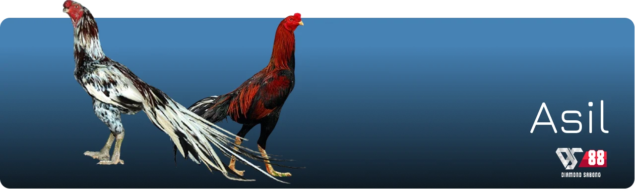 featured sabong asil breed