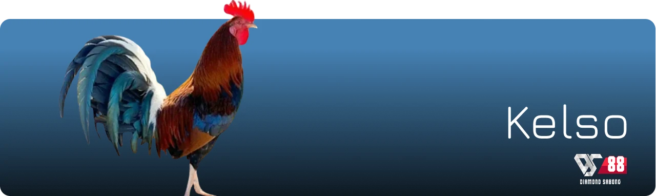 featured sabong kelso breed