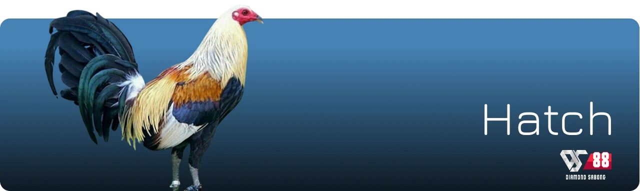 featured sabong hatch breed